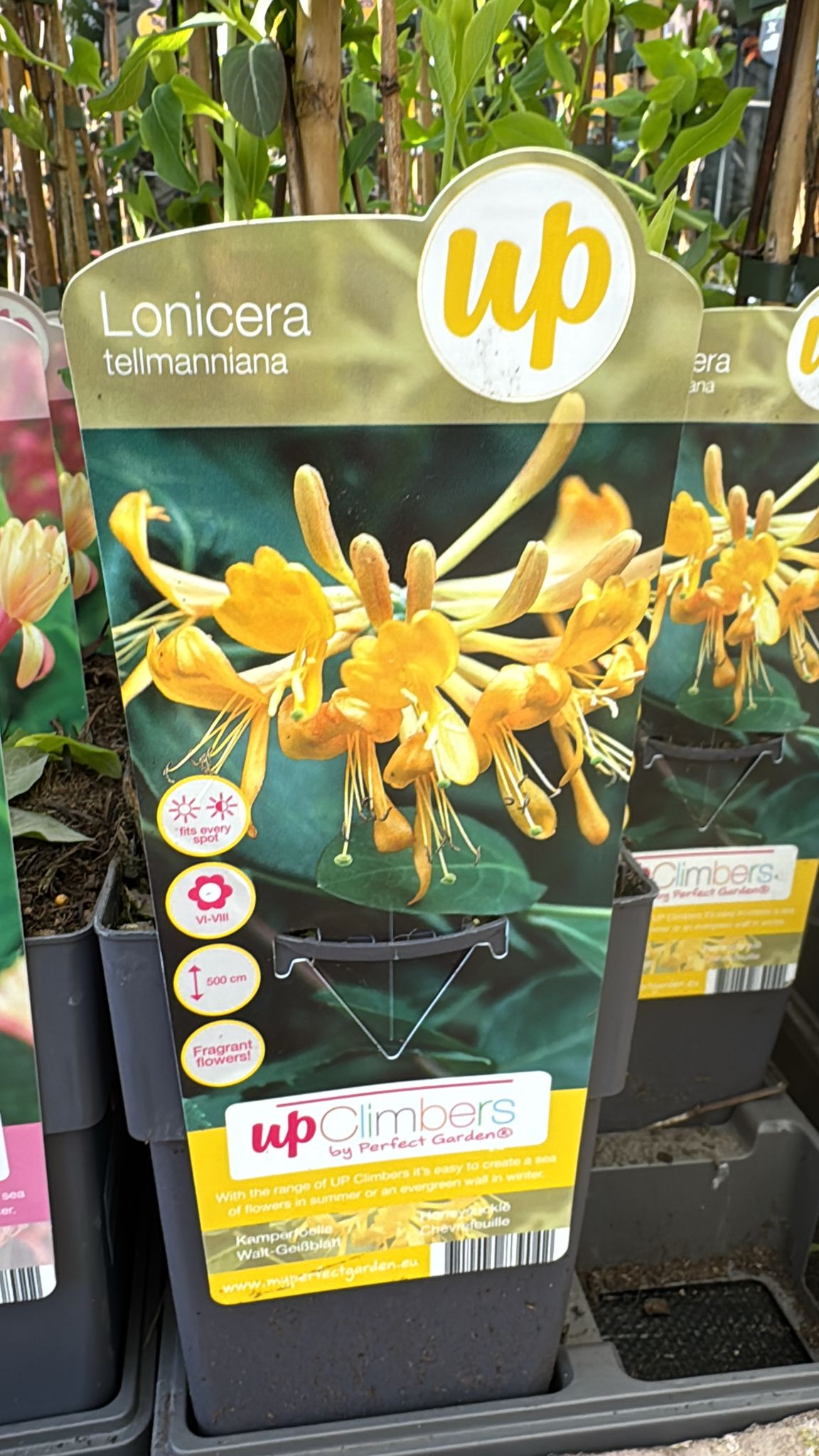 Lonicera 'Tellmanniana' Honeysuckle.