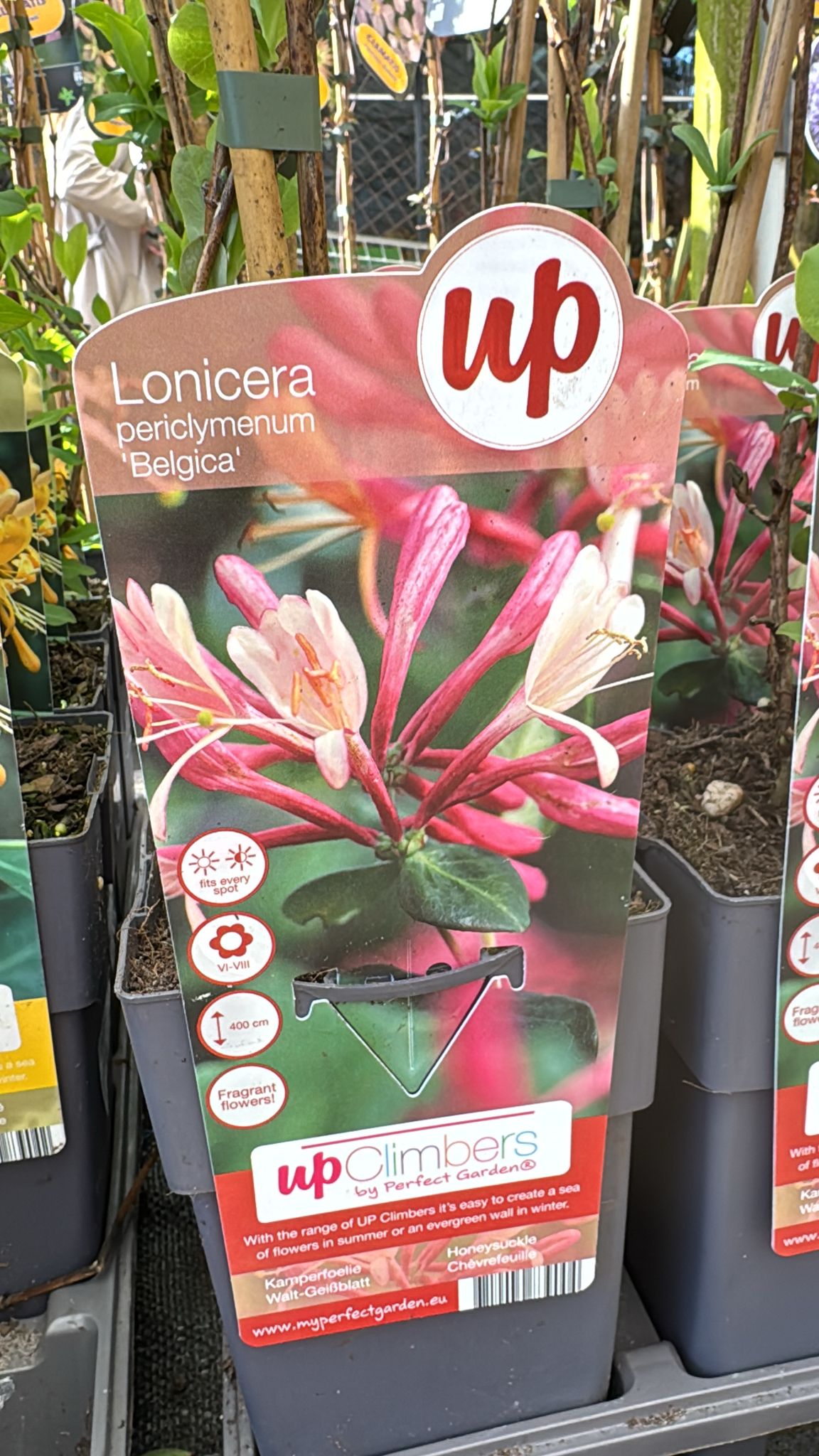 Lonicera Periclymenum 'Belgica' Honeysuckle.