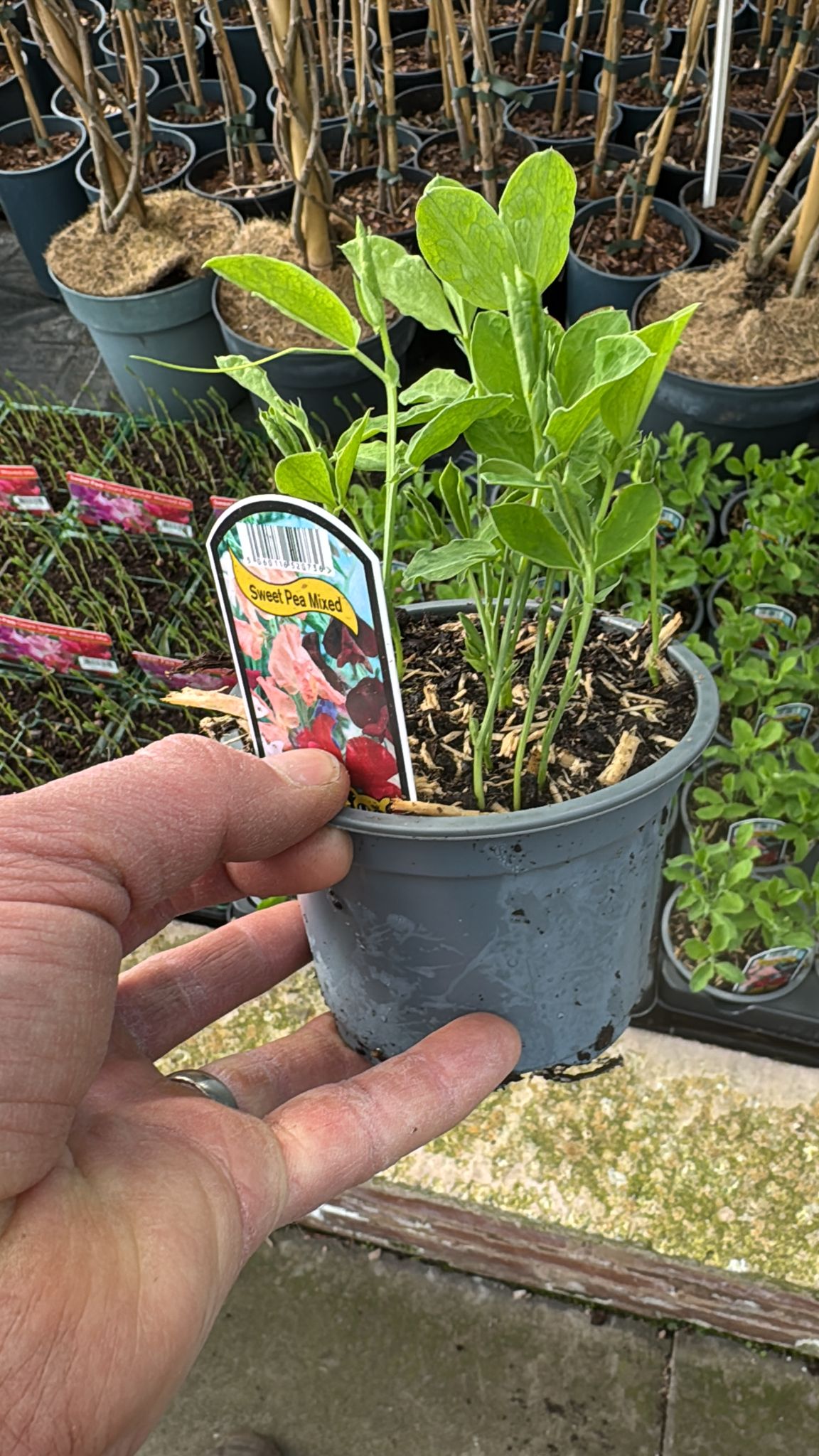 Sweet Peas mixed.