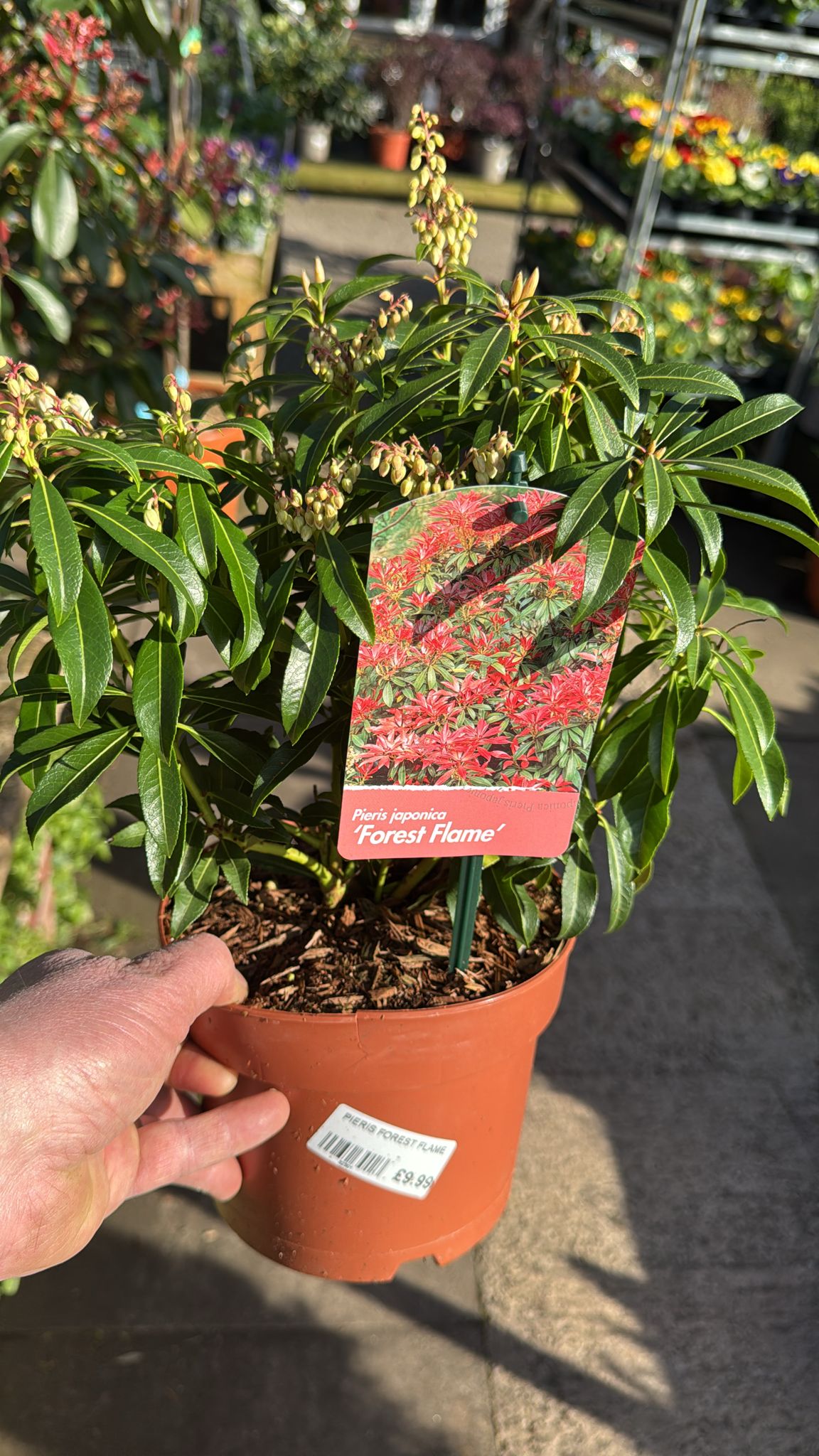 Pieris 'Forest Flame' 2L