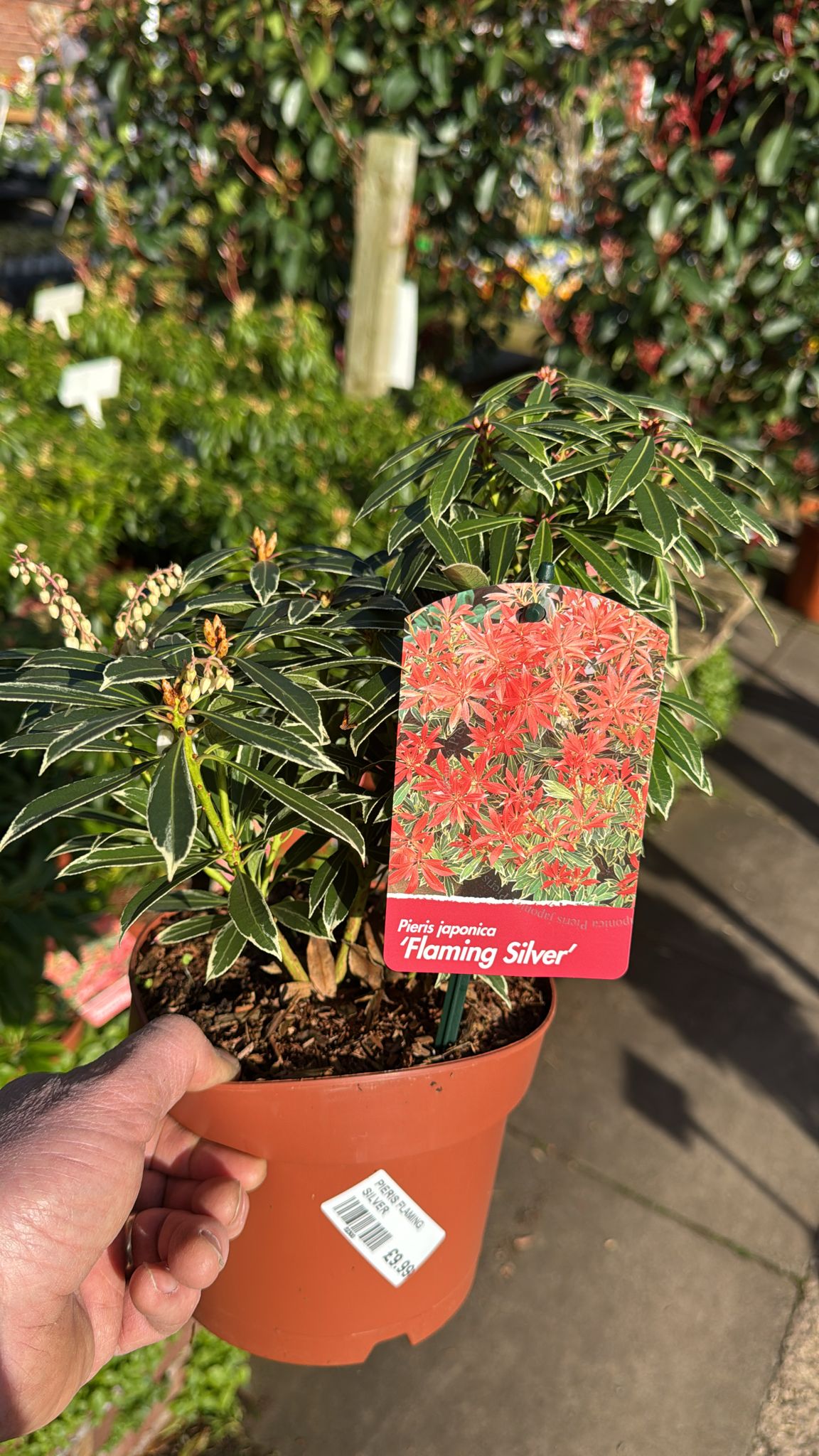 Pieris 'flaming silver' 2L