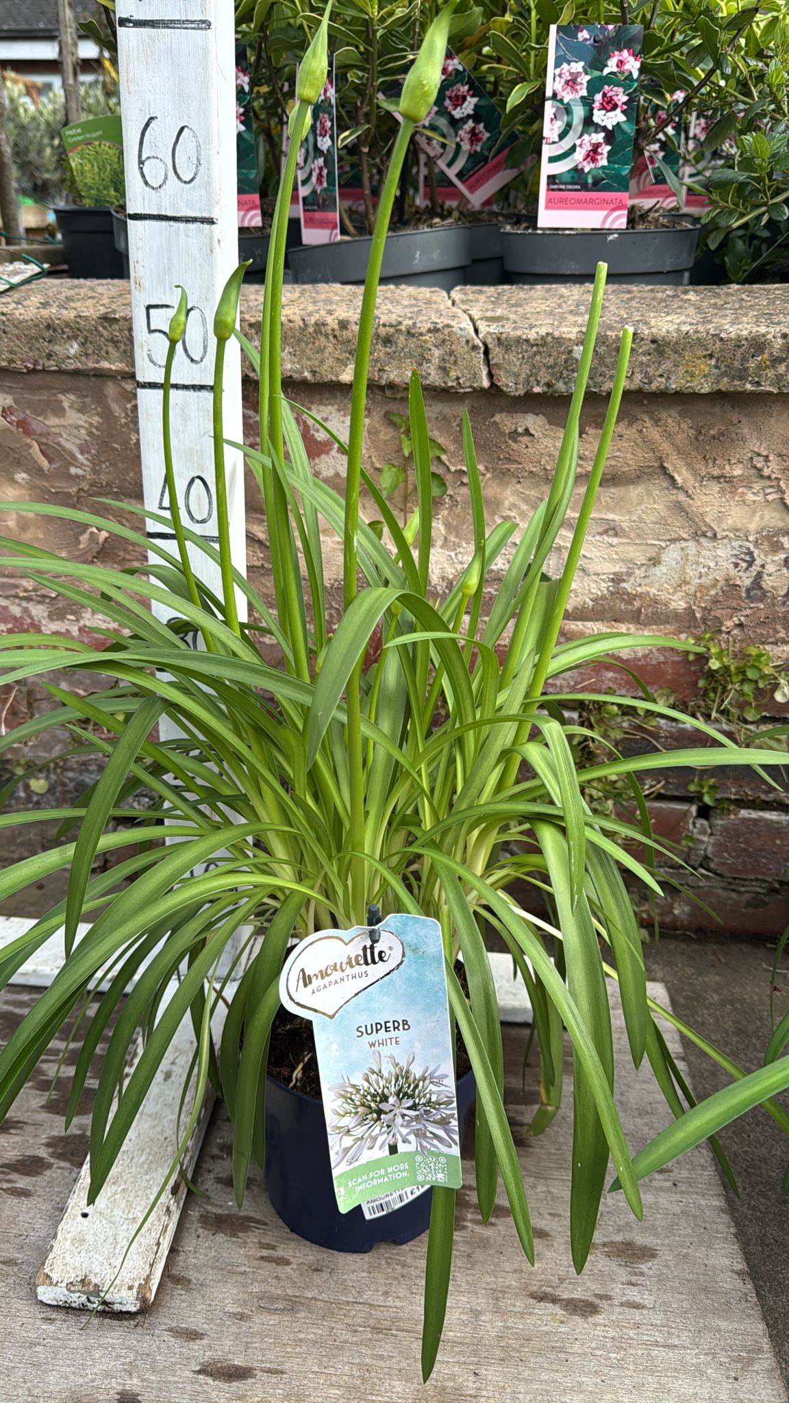 Agapanthus Superb White 2L