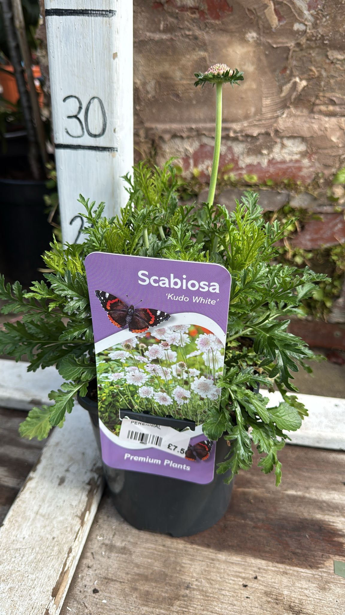 Scabiosa Judo White 2L