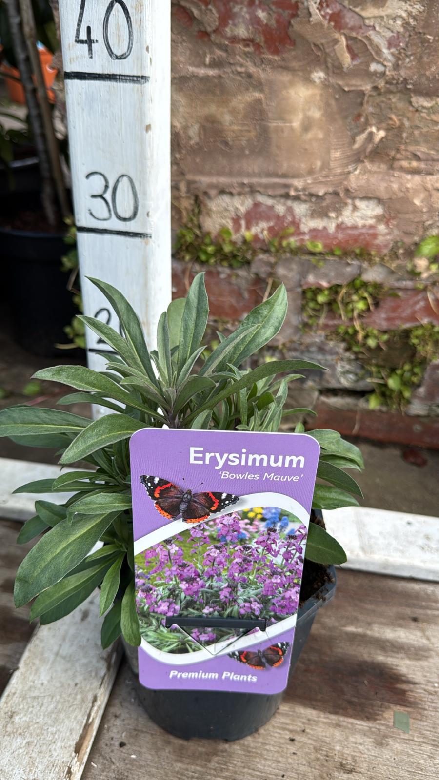 Erysimum 'Bowles Mauve' 2L