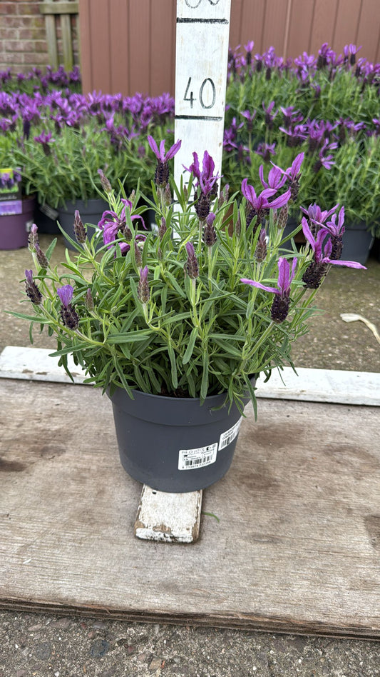 Lavender Bella Toscane 3L