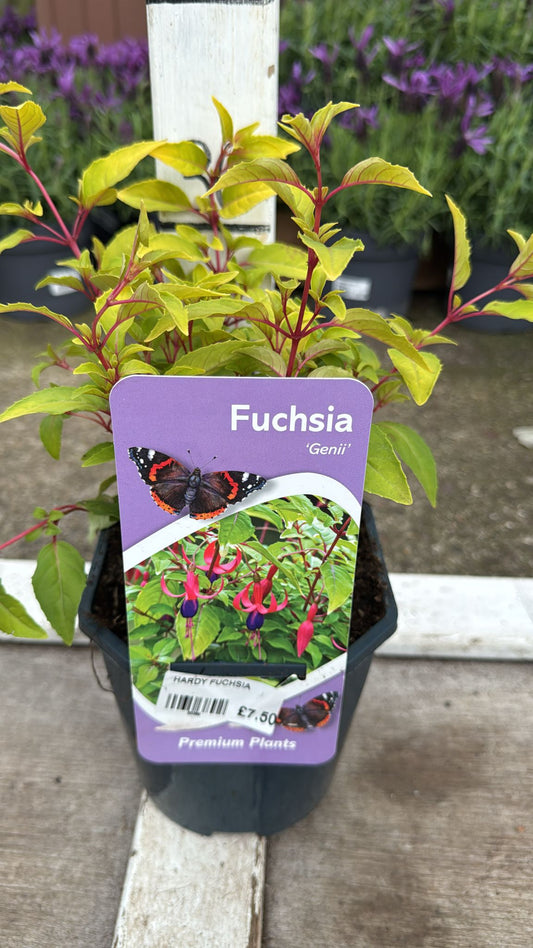 Hardy Fuchsia 'Genii' 2L
