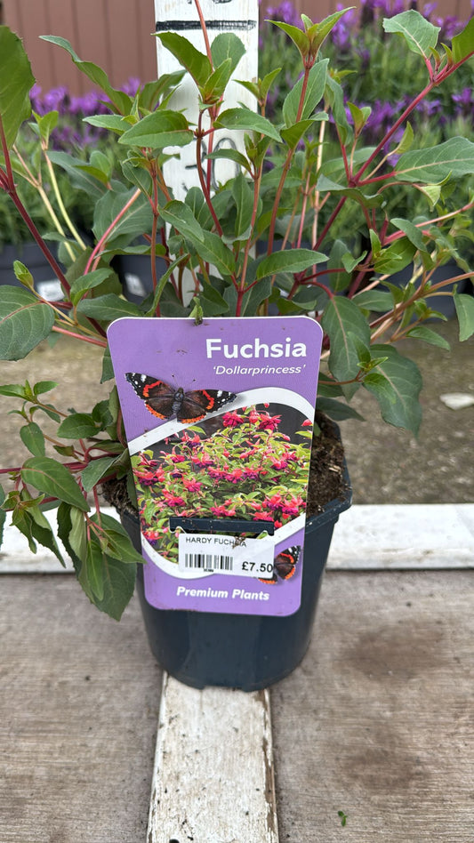 Hardy Fuchsia 'Dollarprincess' 2L