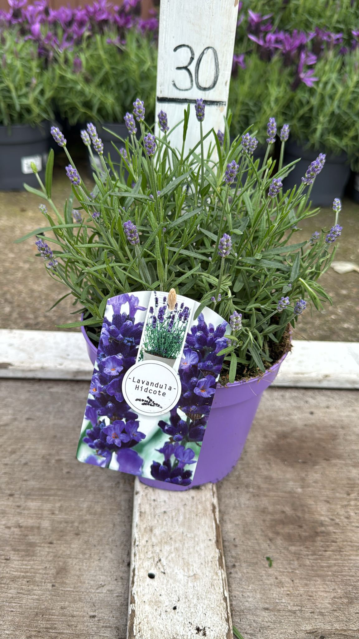 Lavender 'Hidcote' 2L