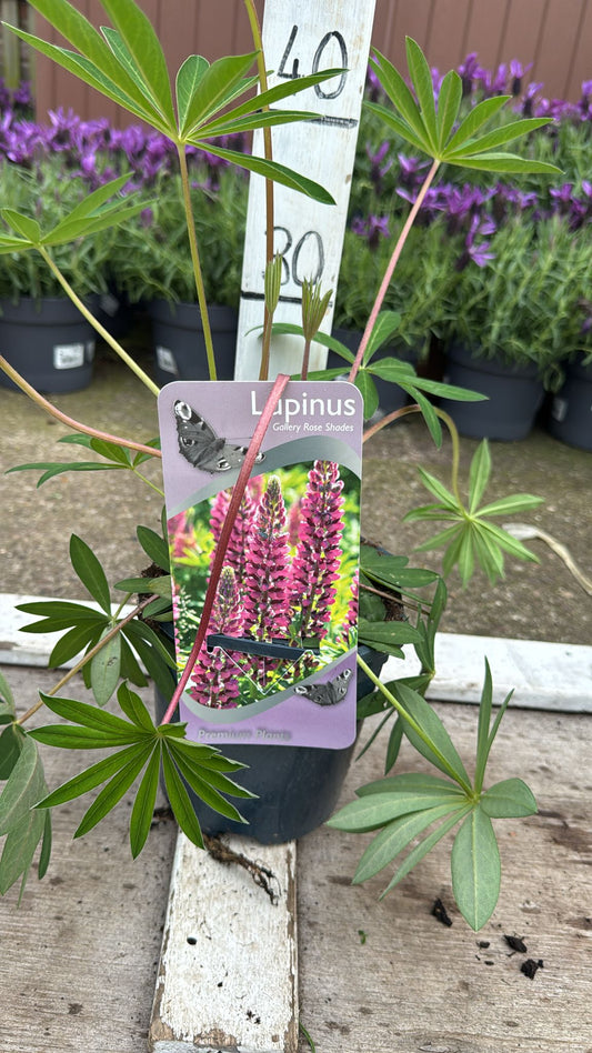 Lupin 'gallery rose' 2L