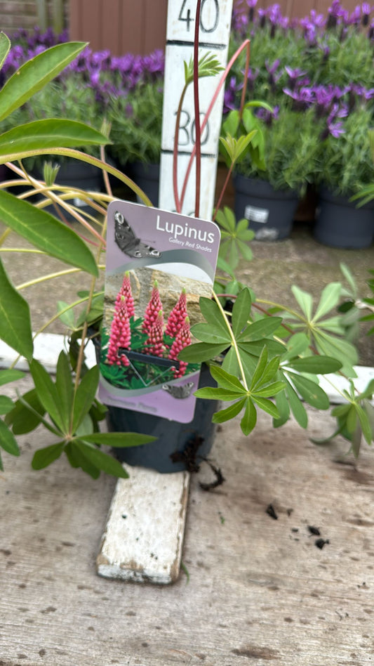 Lupin 'gallery red' 2L