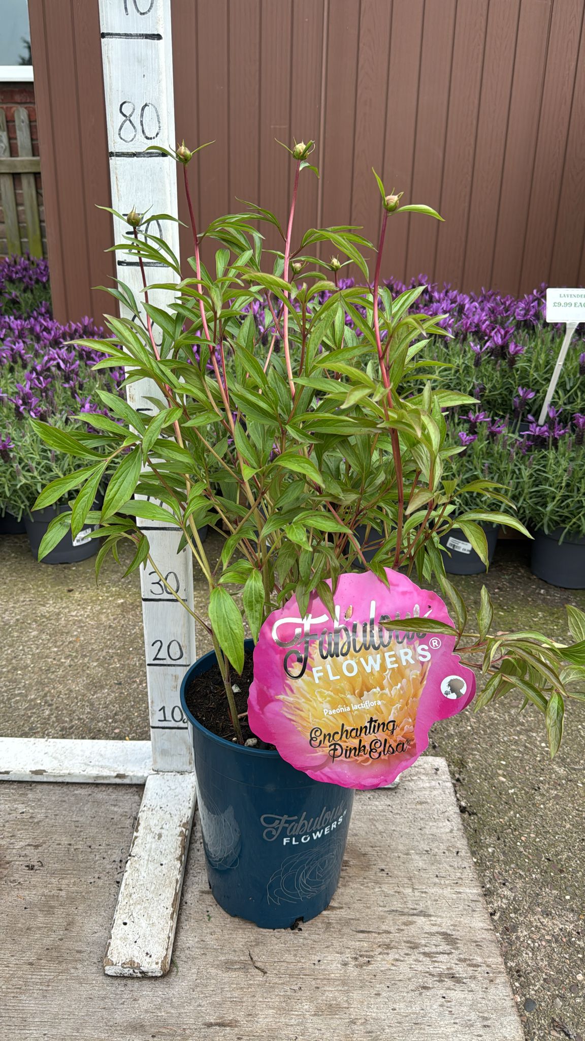 Peony Fabulous flowers 'Enchanting Elsa' 7L