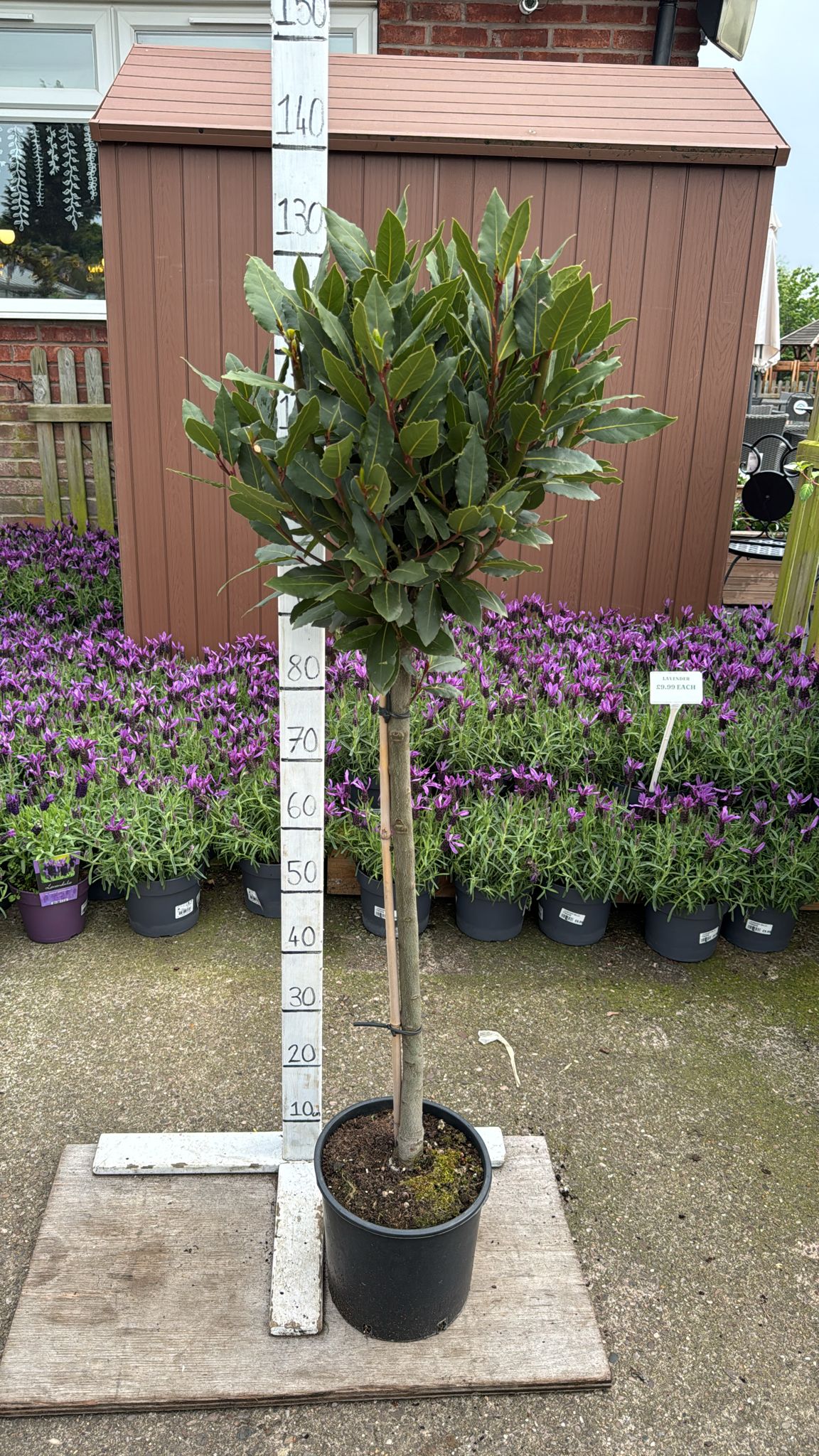 Standard Bay 5L Pot 130cm Approx