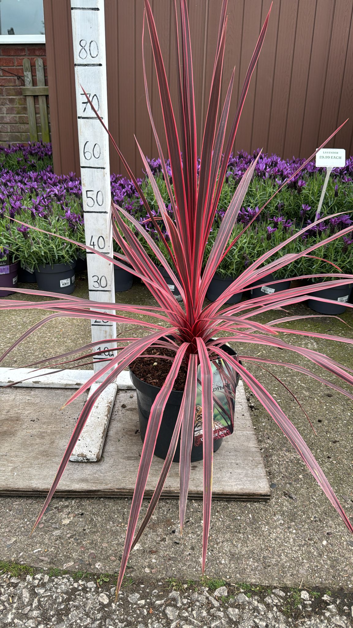 Cordyline 'Charlie Boy' 7.5L