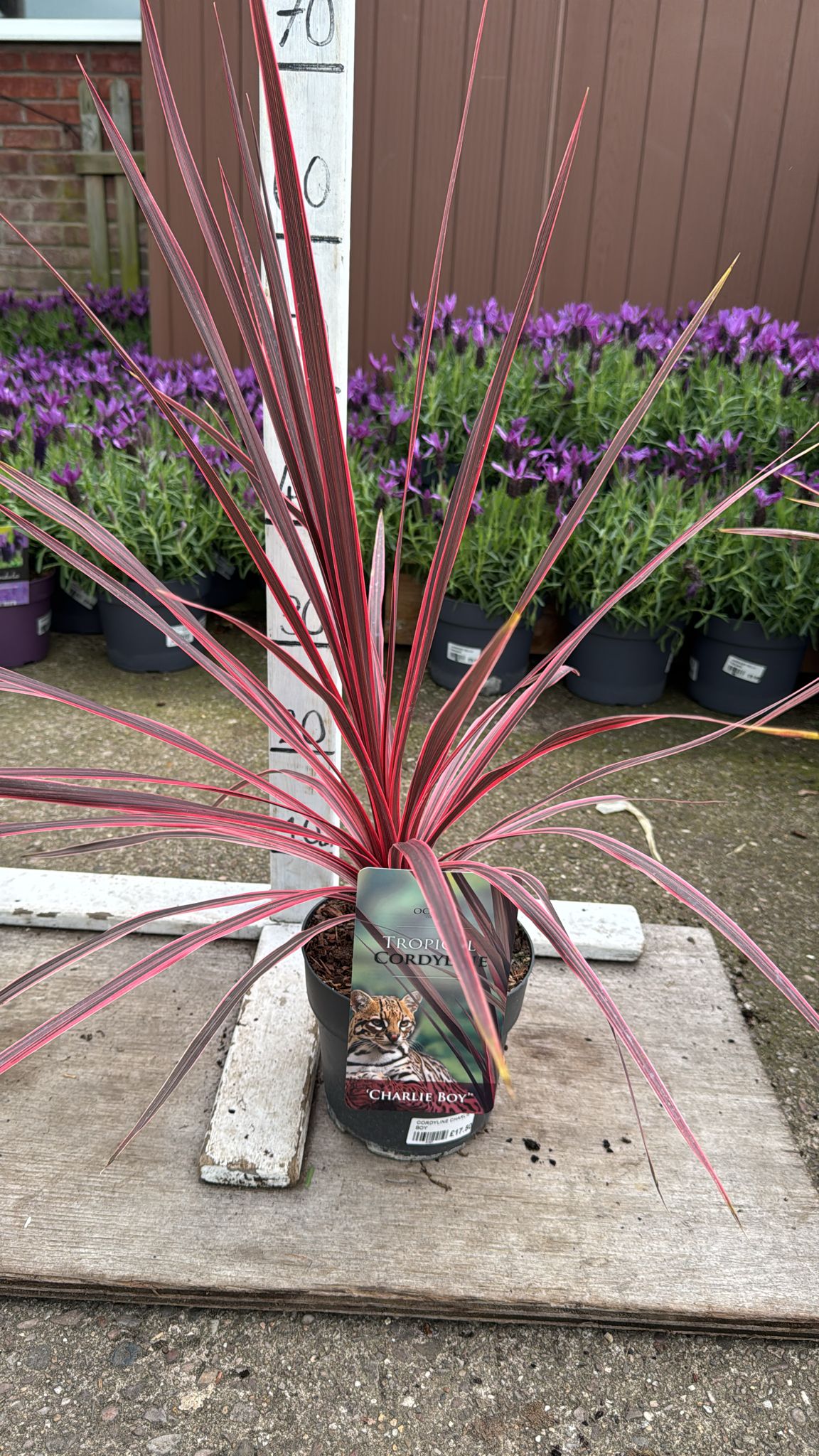 Cordyline 'Charlie Boy' 2L