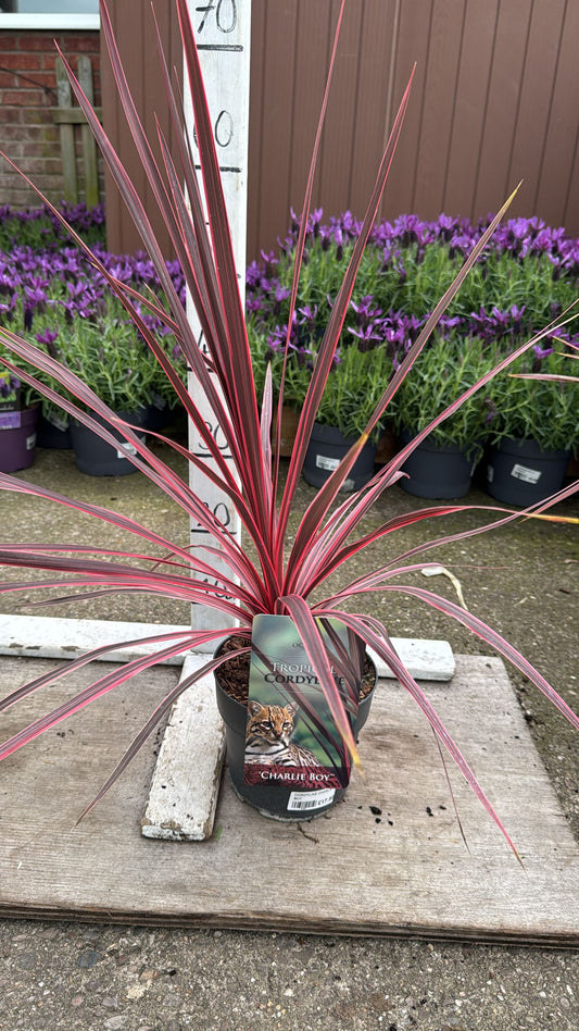 Cordyline 'Charlie Boy' 2L