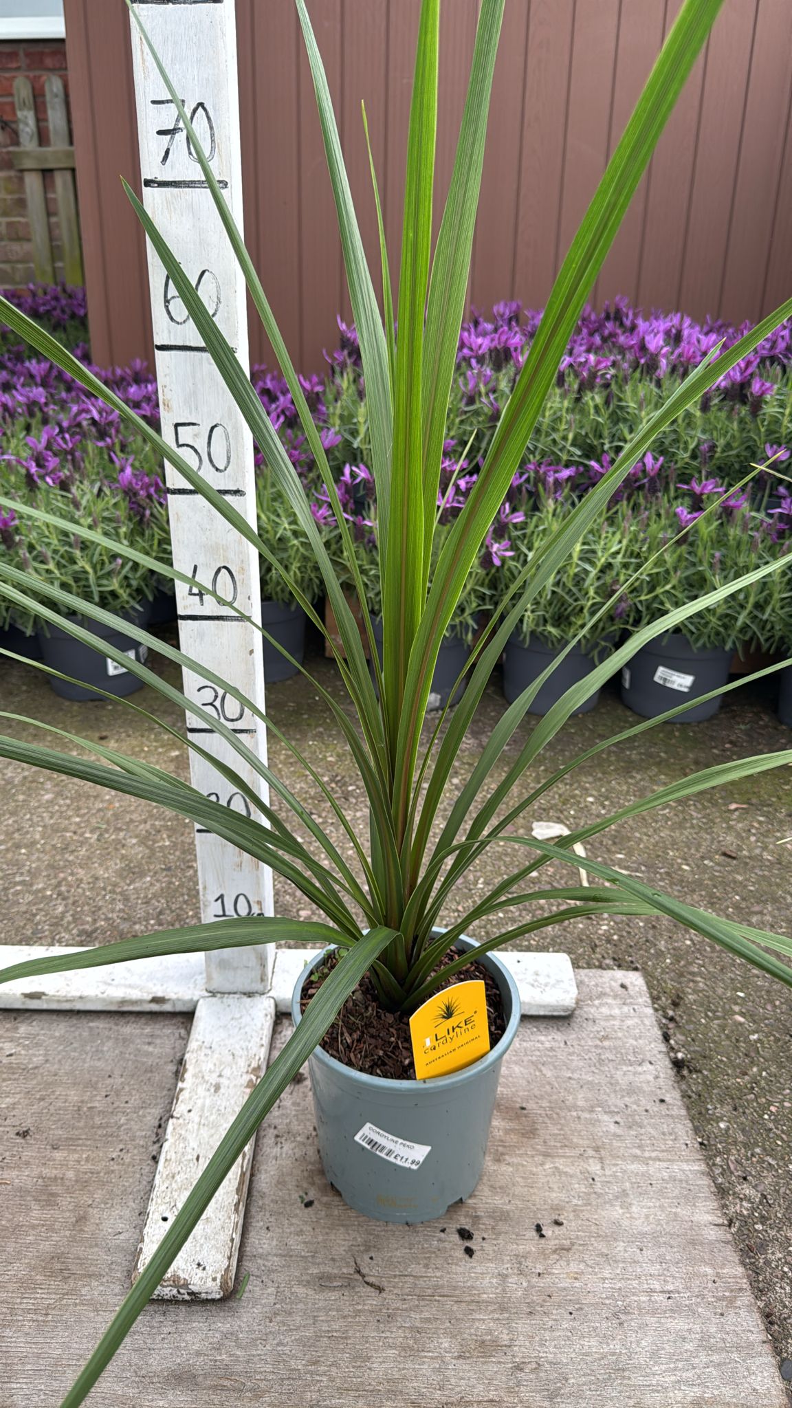 Cordyline 'Peko' 2L