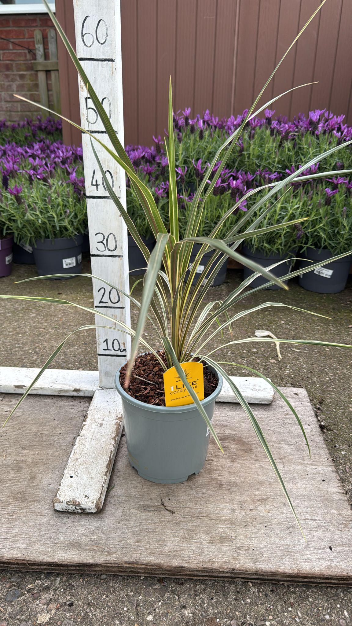 Cordyline 'Torbay Dazzler' 2L