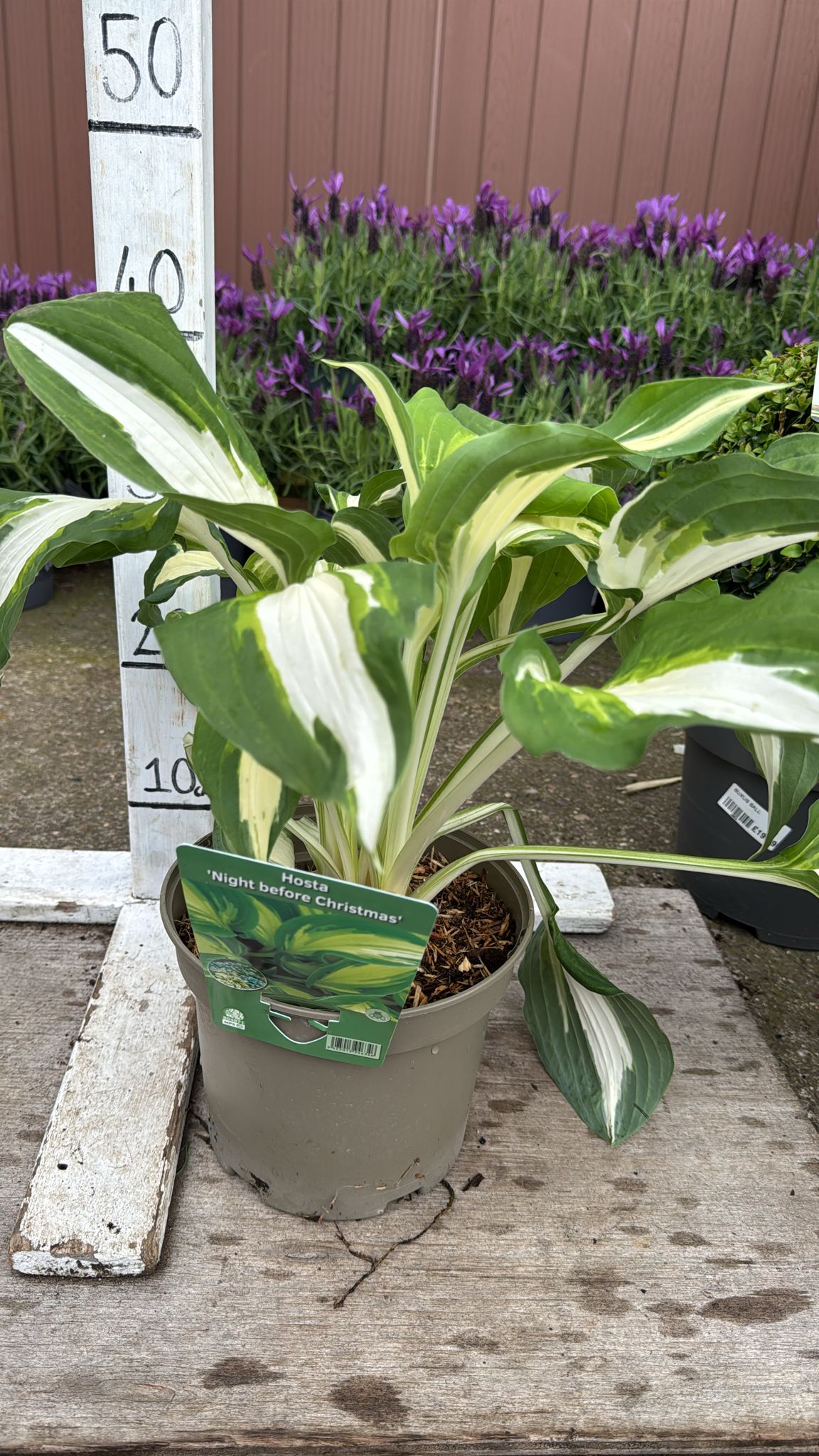 Hosta 'Night Before Christmas' 3L
