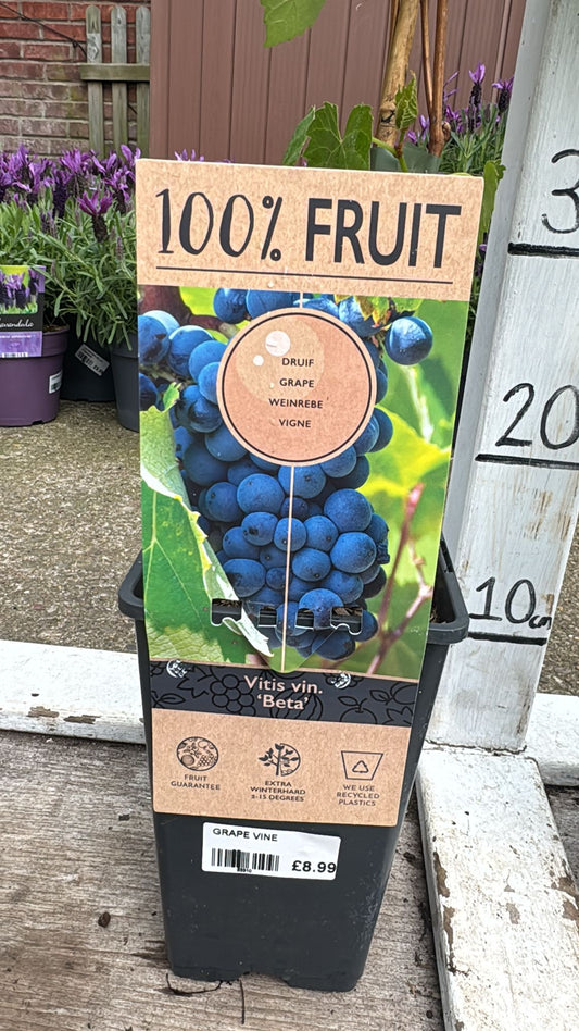 Grape Vitis Vin. 'Beta'.