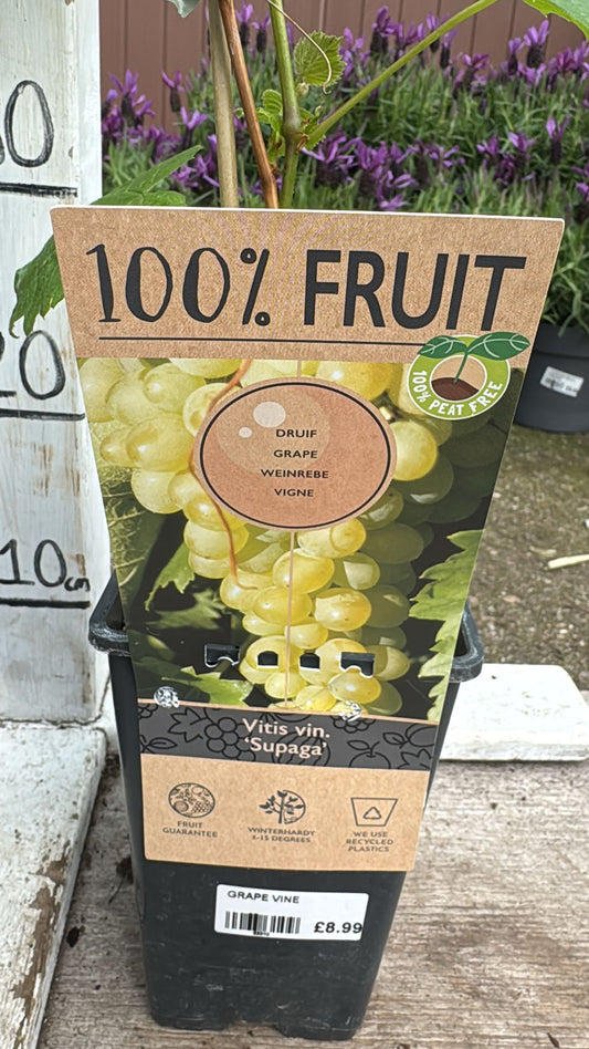Grape Vitis vin 'Supaga' 2L