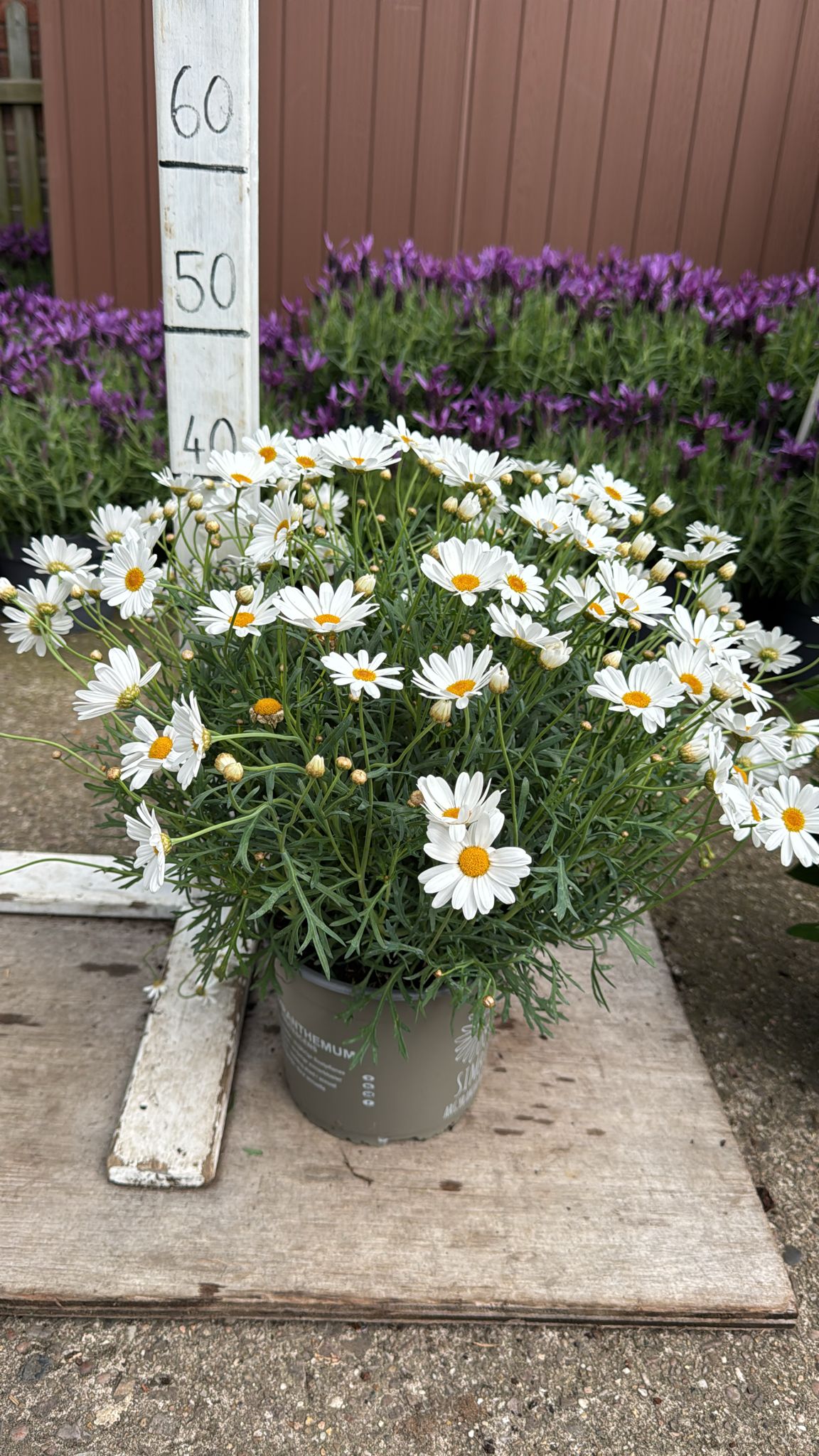 Marguerite 3L