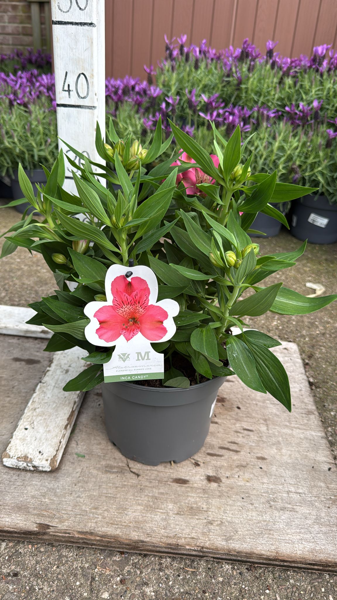 Alstromeria 'Inca Candy' 3L
