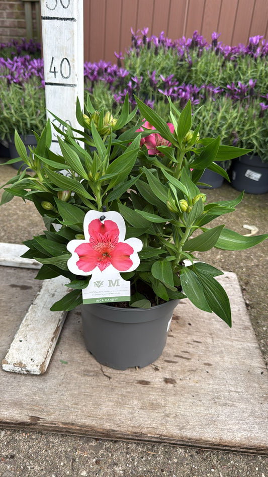 Alstromeria 'Inca Candy' 3L