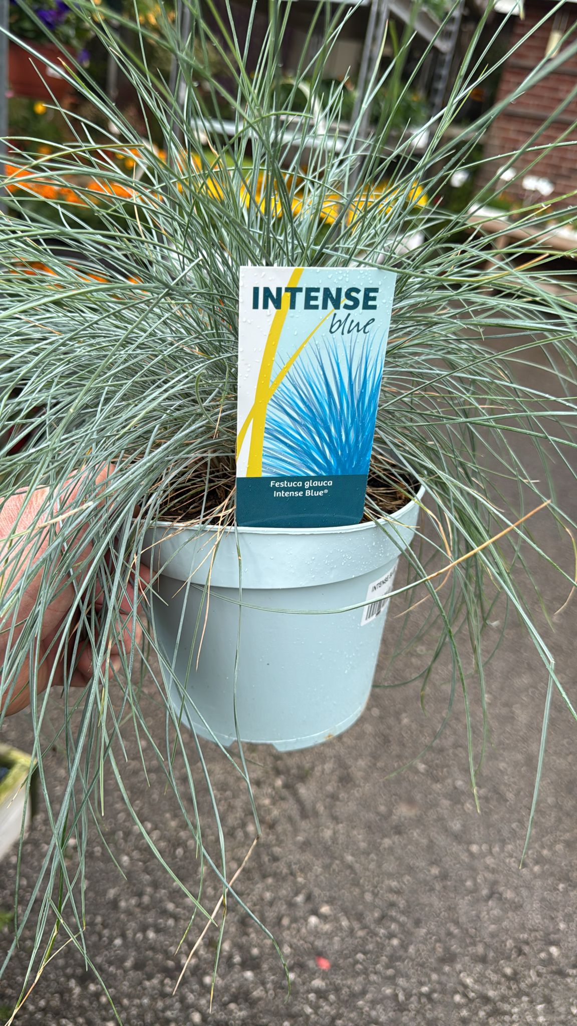 Intense Blue Grass 2L