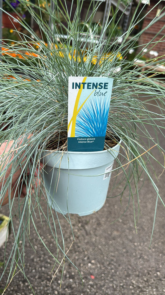 Intense Blue Grass 2L