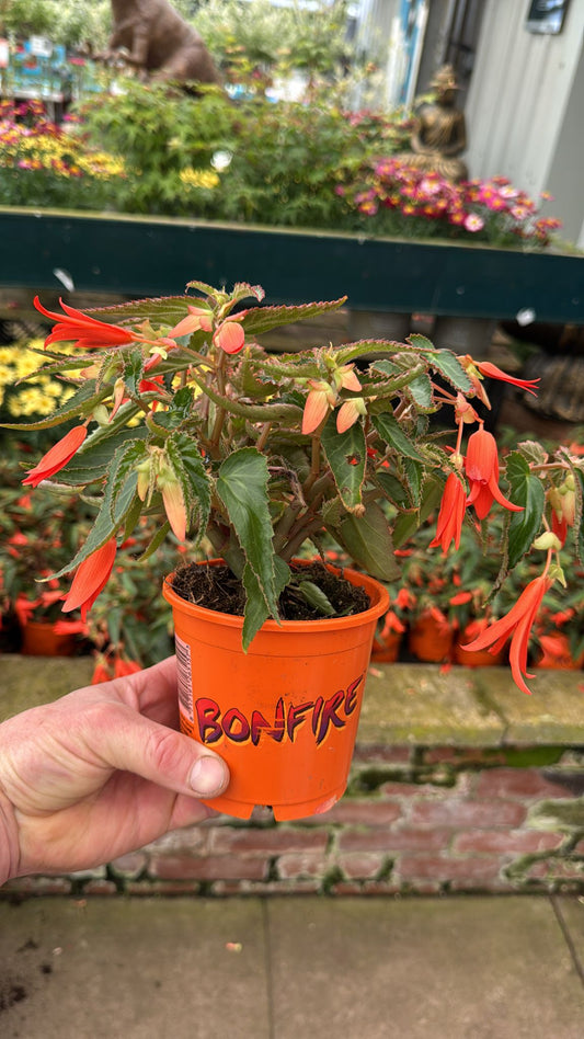 Begonia Bonfire 1L
