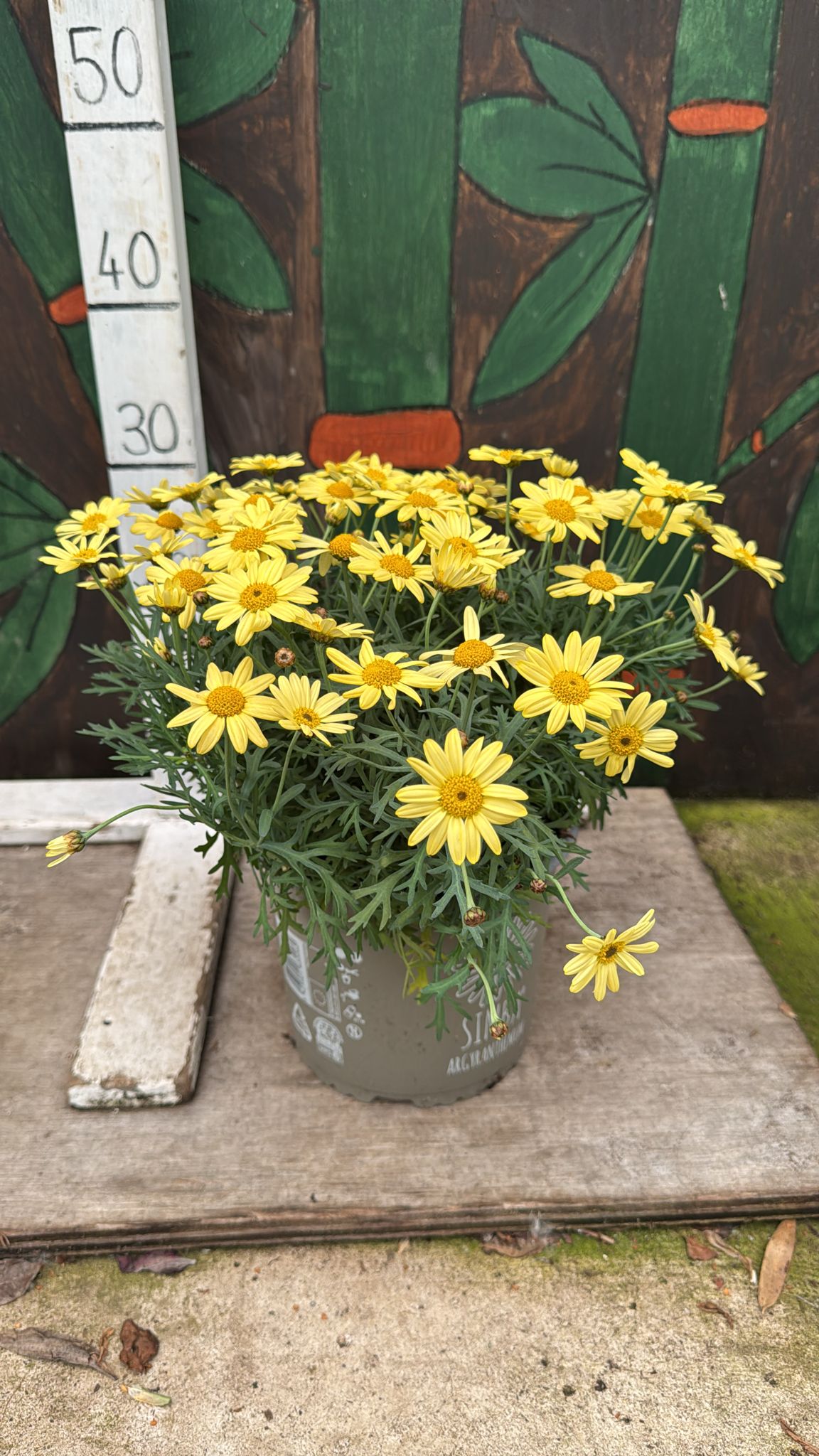 Marguerites 3L