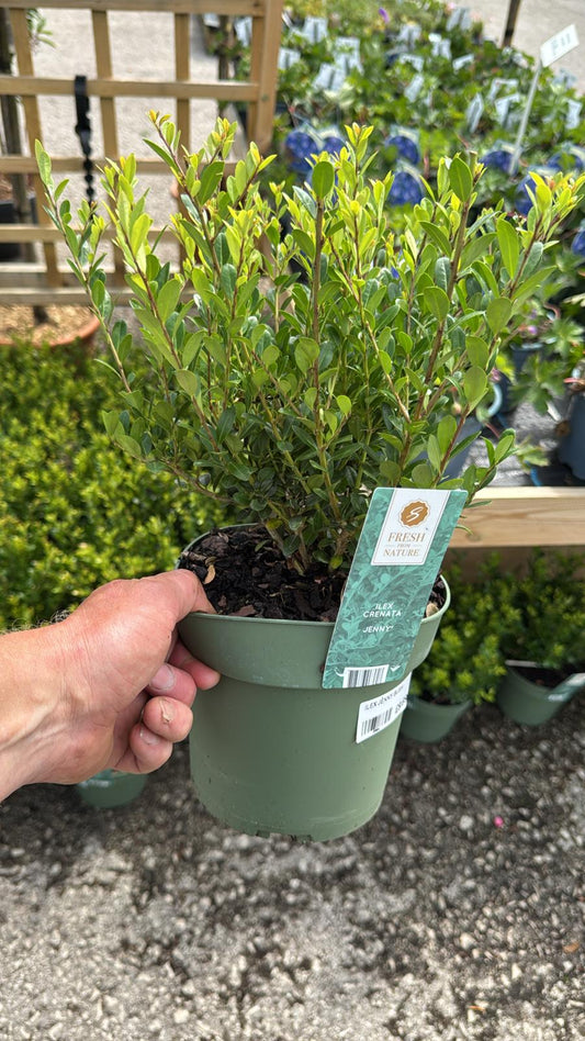 Ilex Jenny 2L