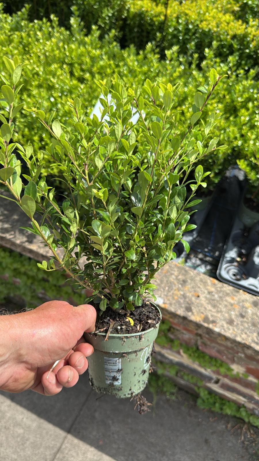 Ilex Jenny 10.5cm Pot