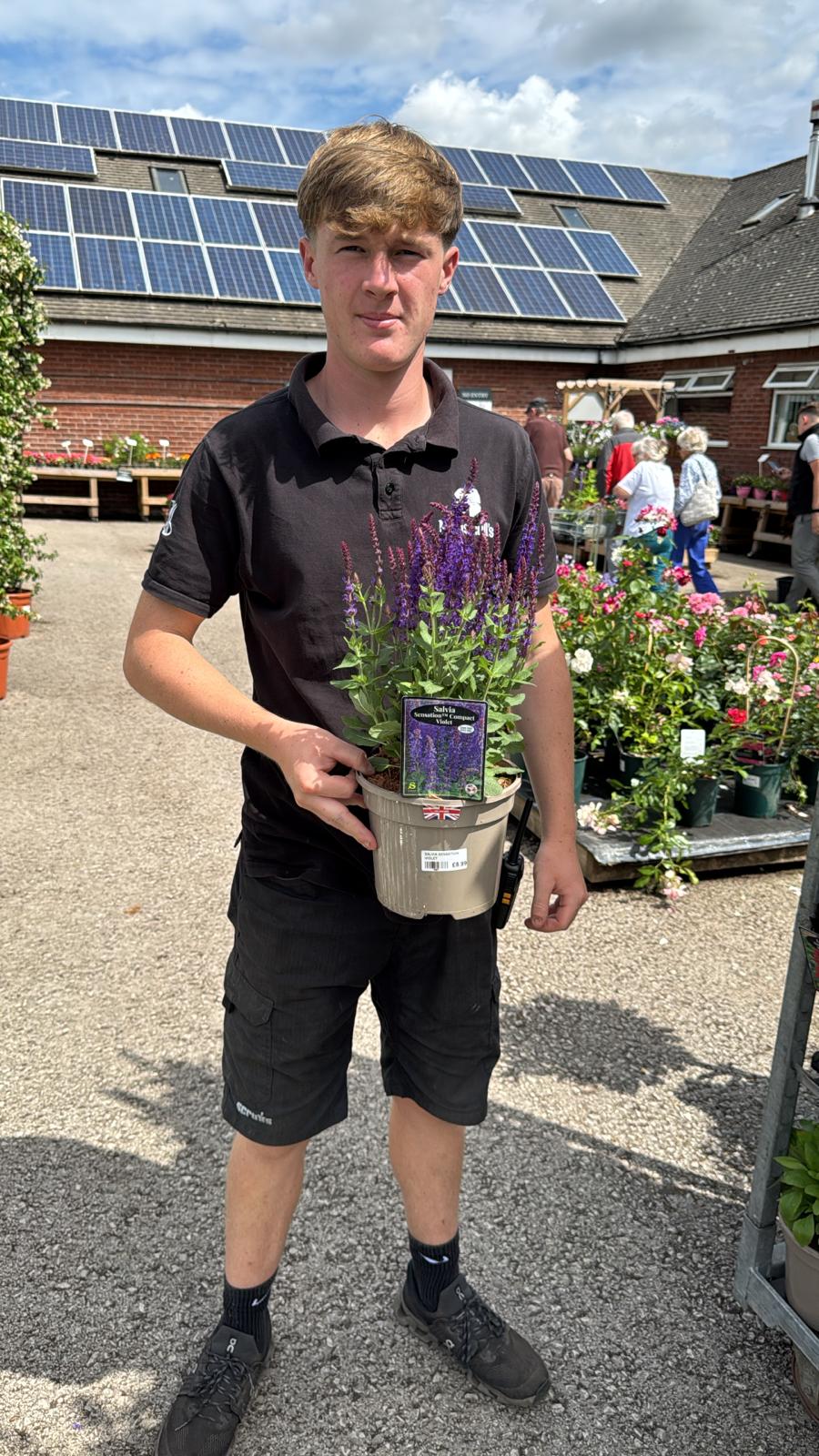 Salvia Sensation Compact Violet 3L