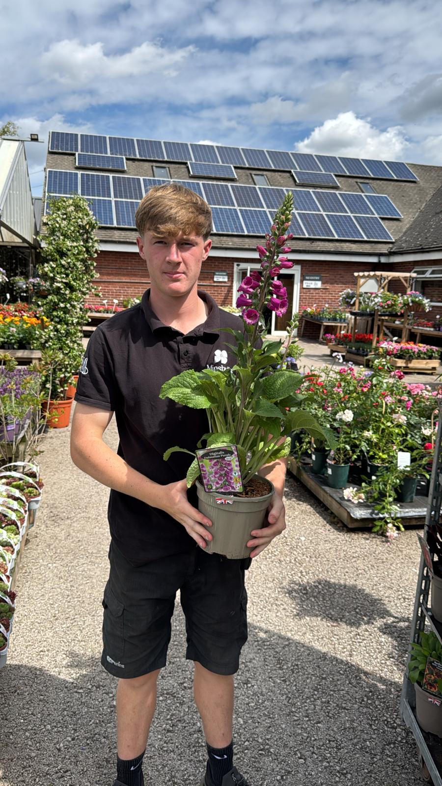 Digitalis Dalmation Purple 3L