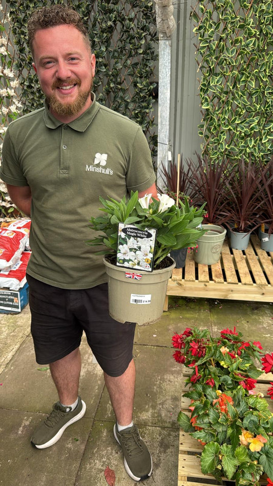 Alstromeria magic White 3L