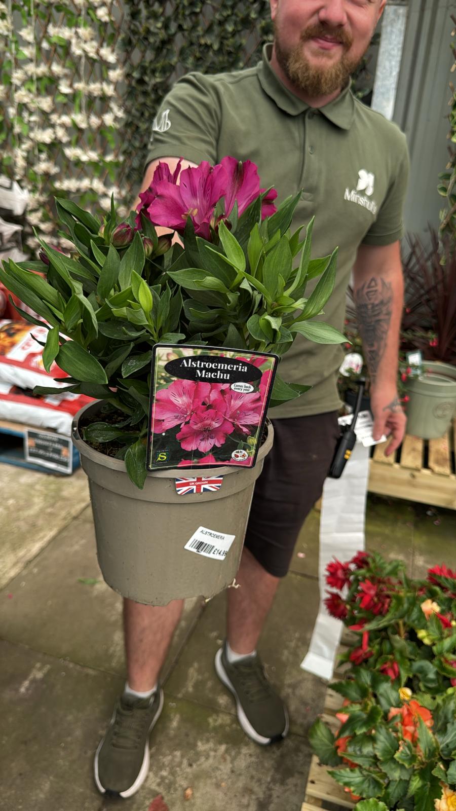 Alstromeria Machu 3L
