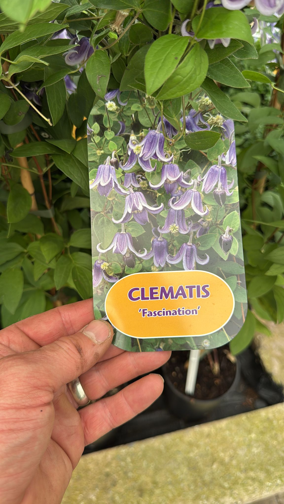 Clematis 'Facinsation'. 3L