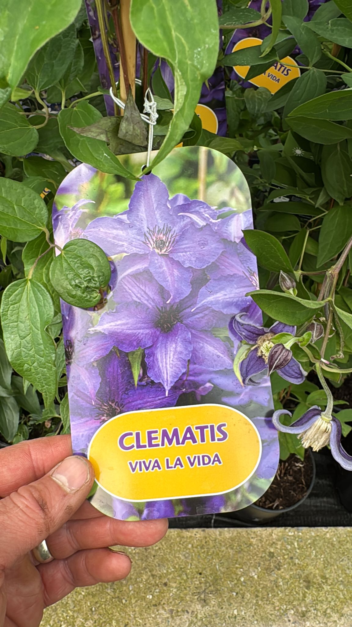 Clematis 'Viva La vida'. 3L