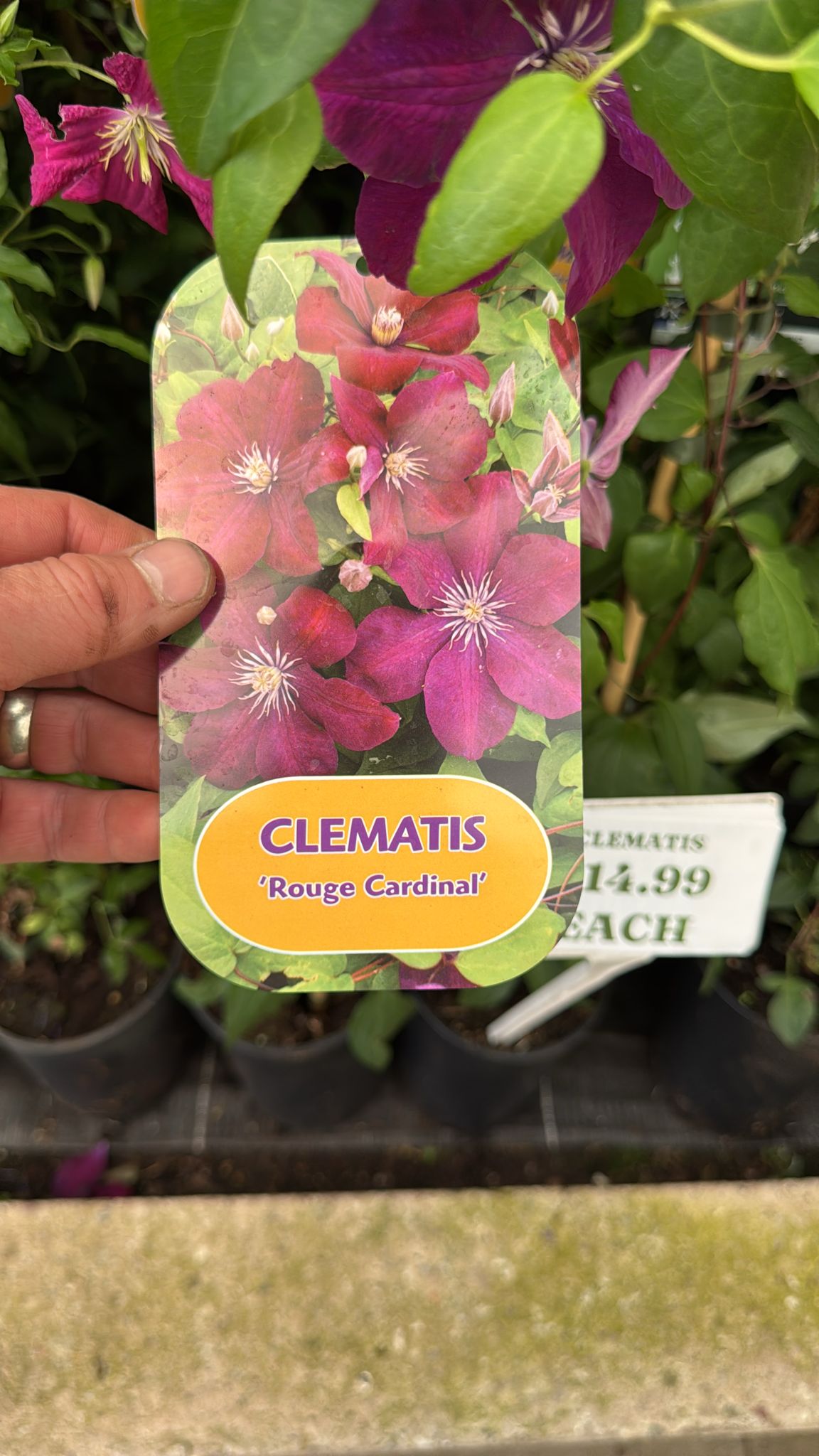 Clematis 'Rouge Cardinal'. 3L