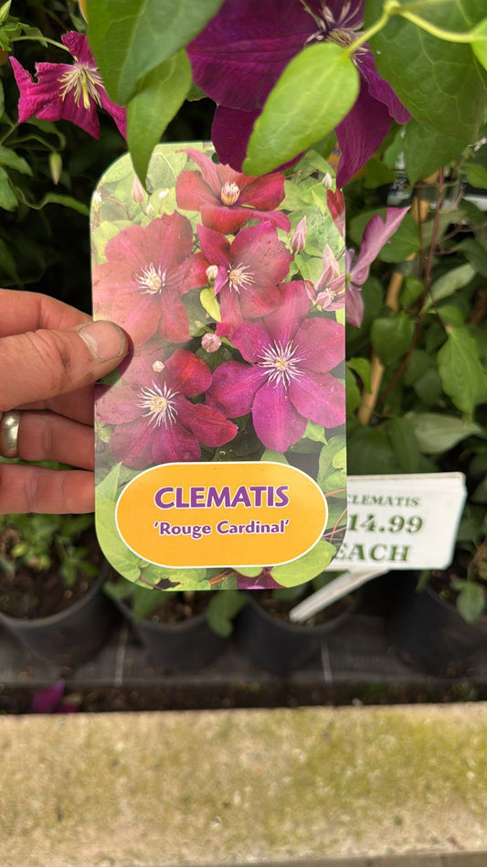Clematis 'Rouge Cardinal'. 3L