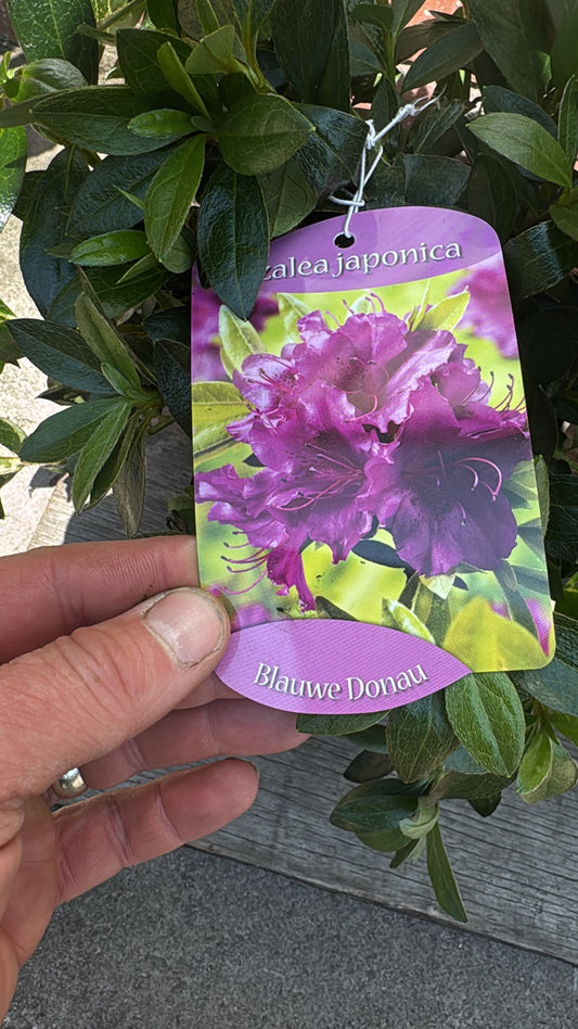 Azalea Japonica 2L (select variety).