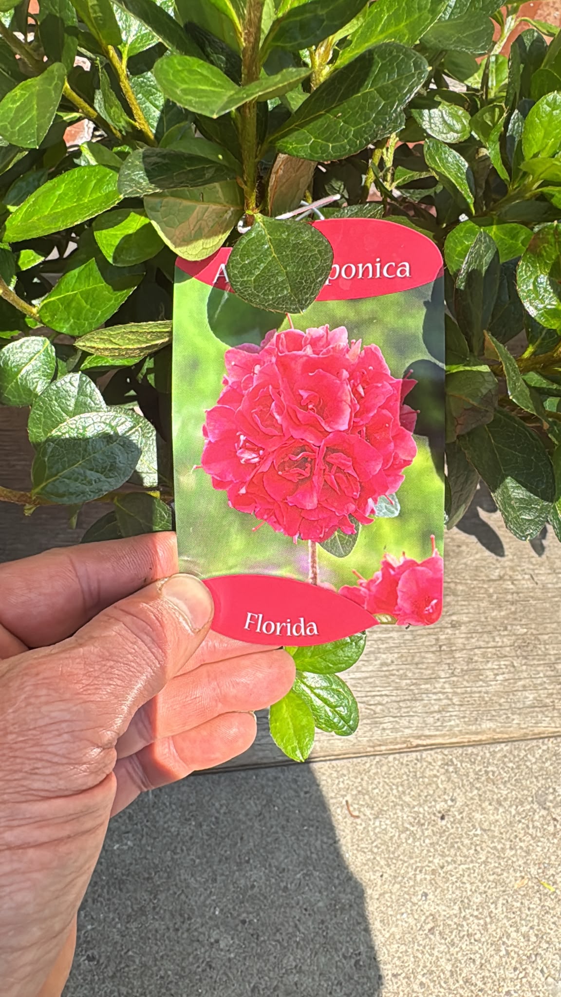 Azalea Japonica 2L (select variety).