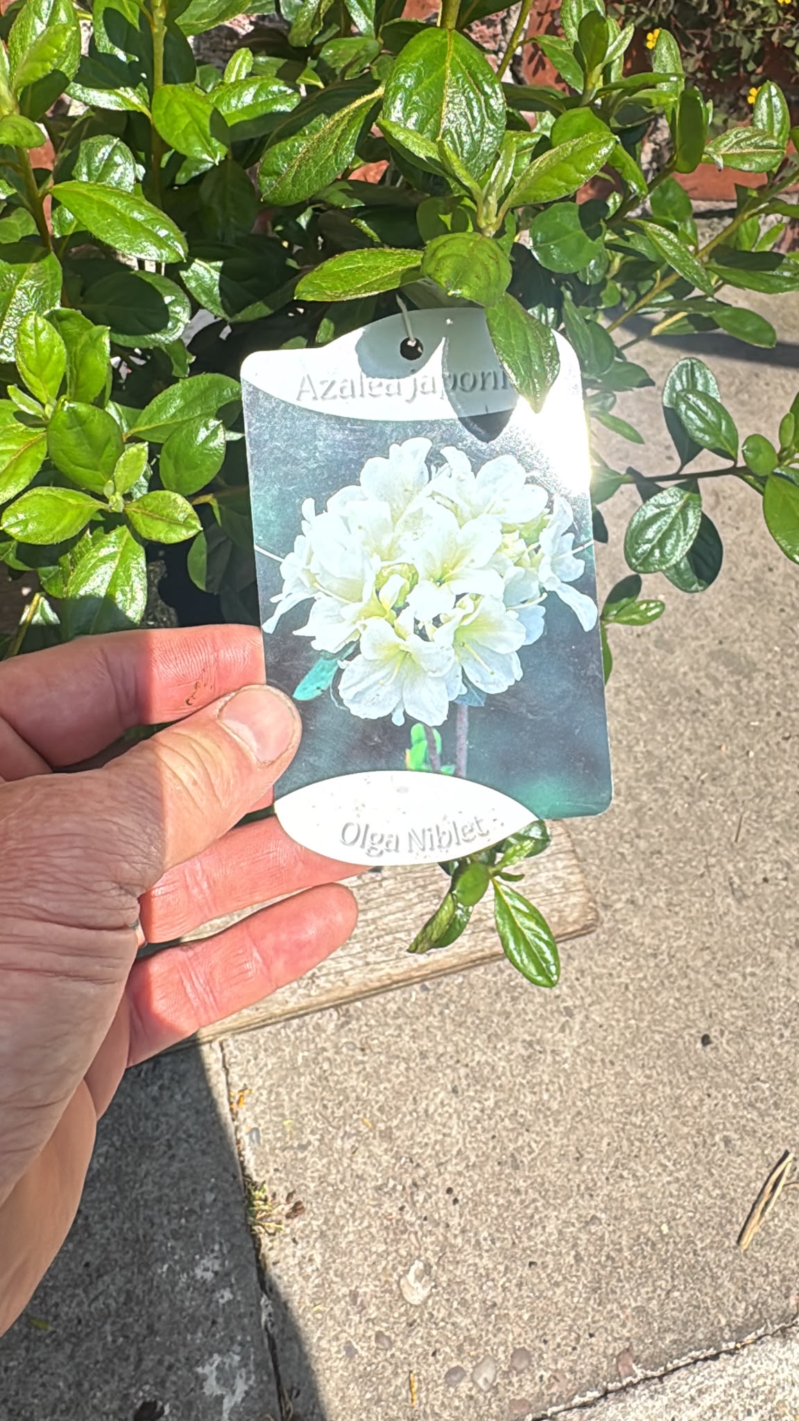 Azalea Japonica 2L (select variety).