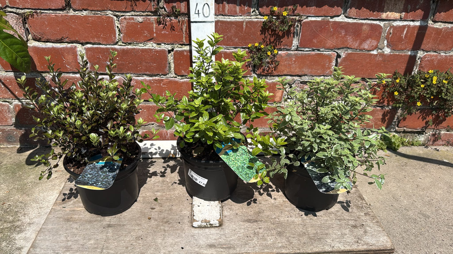 Pittosporum 2L (select Variety).