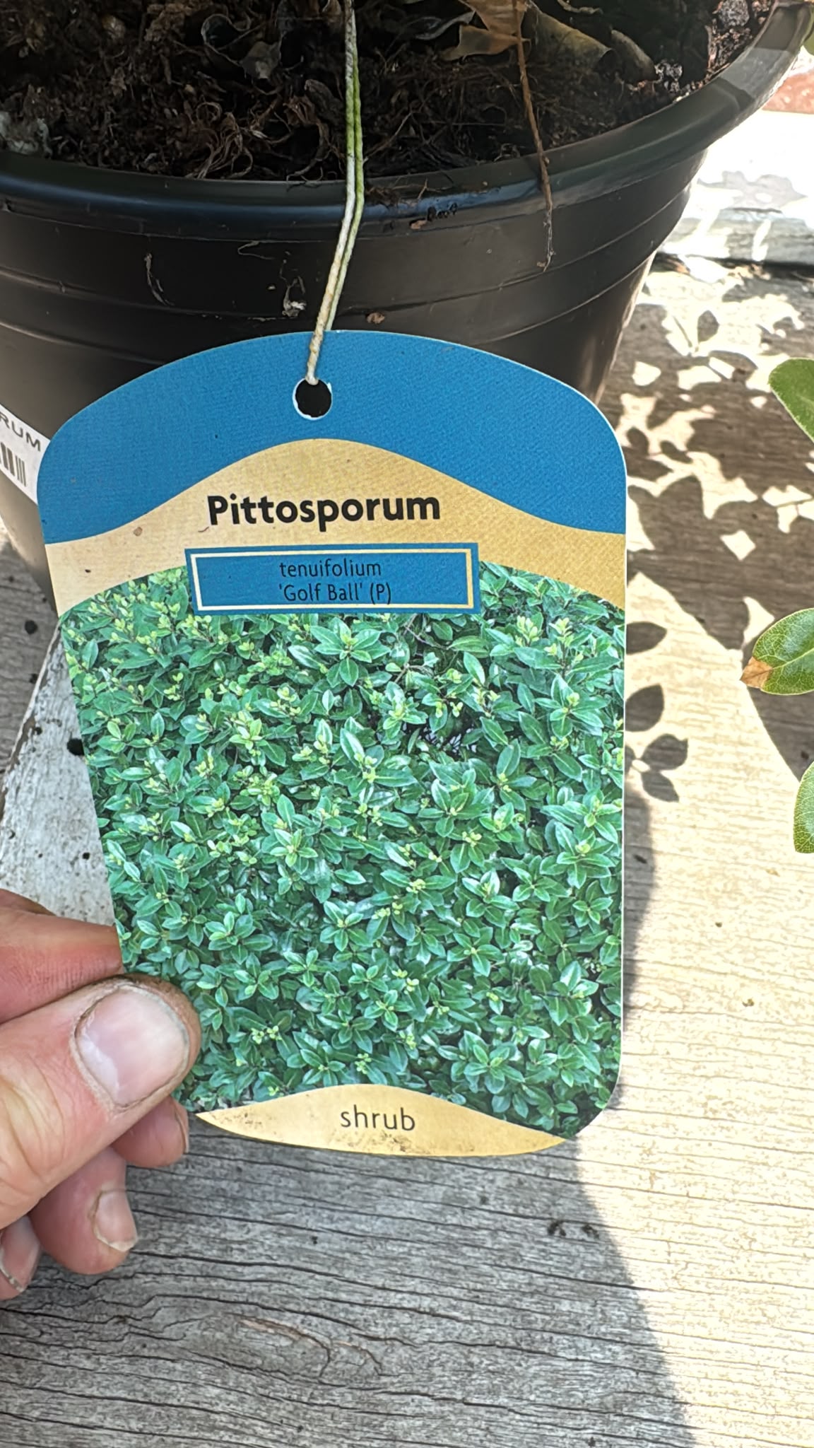 Pittosporum 2L (select Variety).