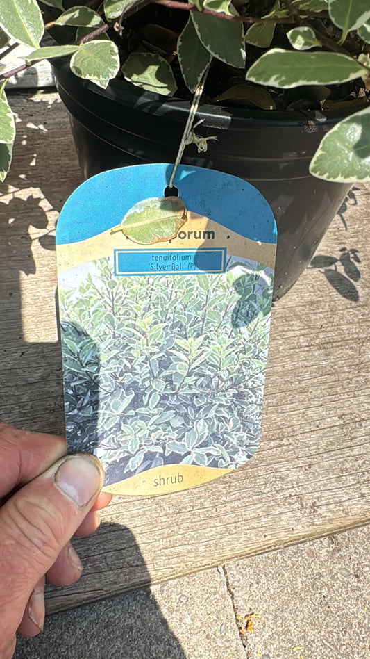 Pittosporum 2L (select Variety).