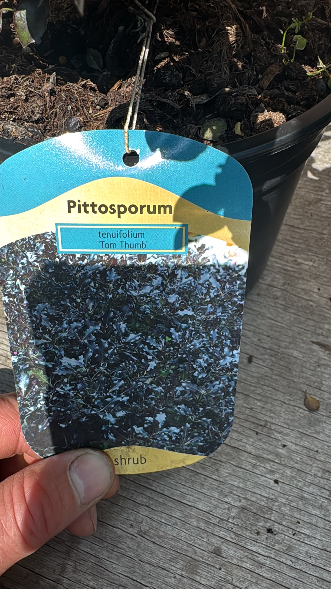 Pittosporum 2L (select Variety).