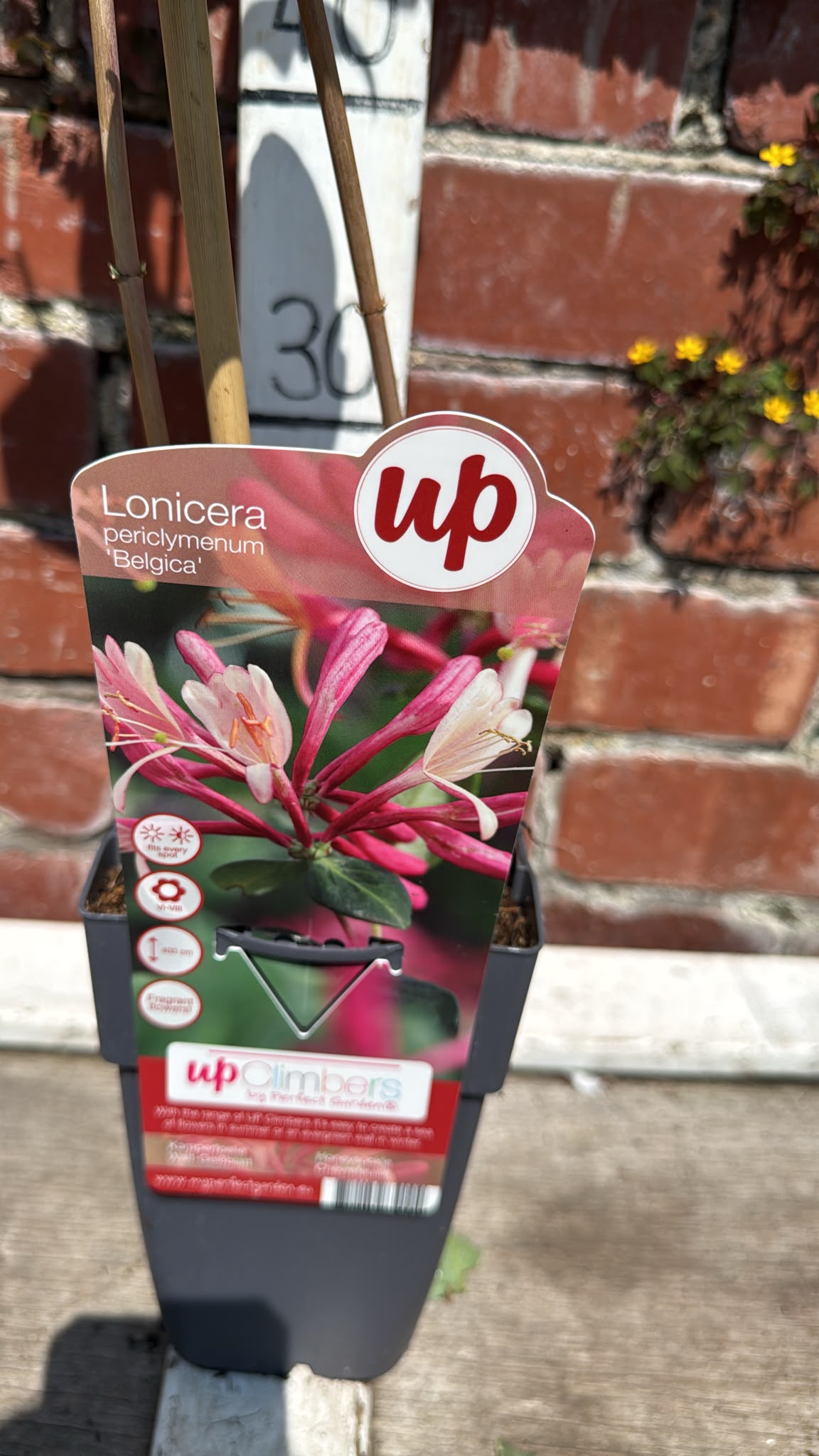 Honeysuckle 2L Lonicera pericymenum 'Belgica'.
