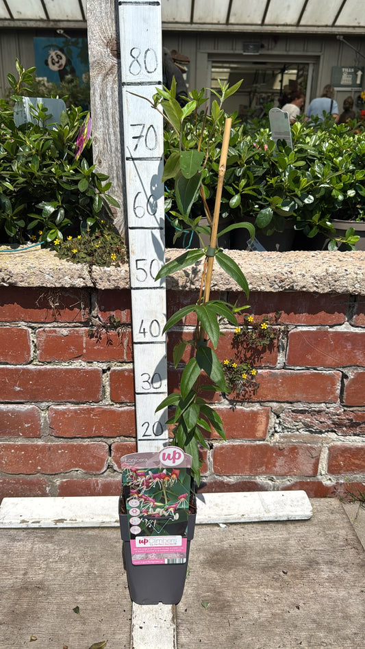 Honeysuckle 2L Lonicera 'Henryi'